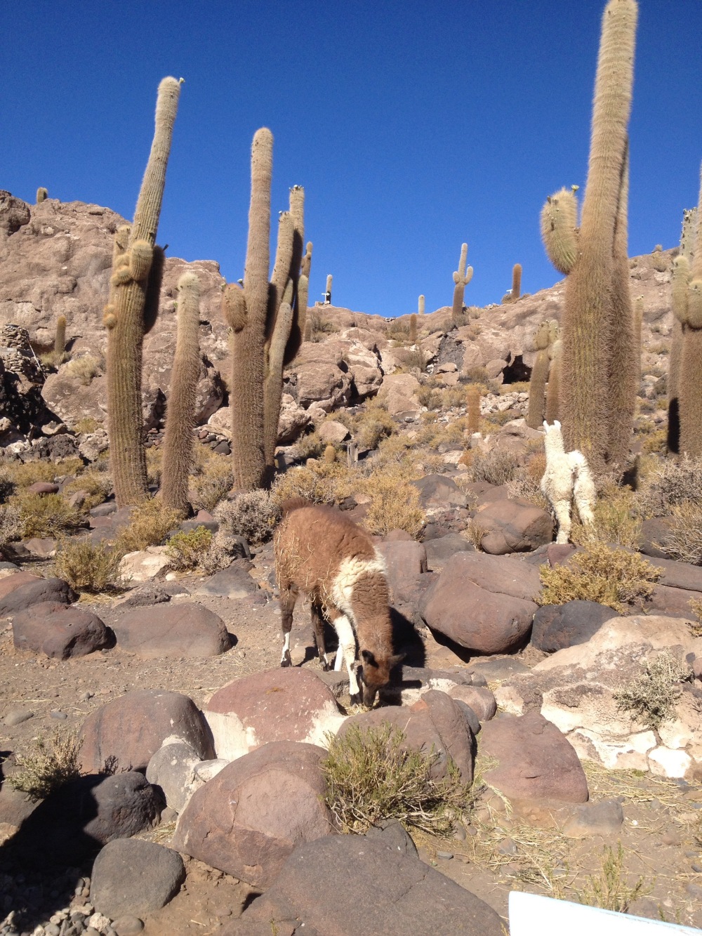 Lamas auf der Kaktusinsel