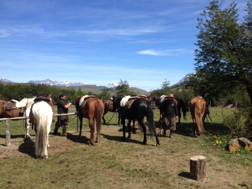 Patagonien Pferde
